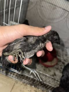 Ayam chamani  chicks 6 pieces left for sale 20 days available