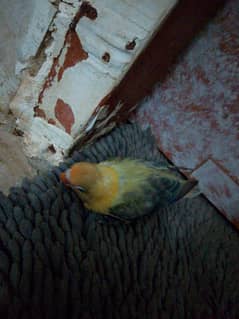 lovebirds chicks