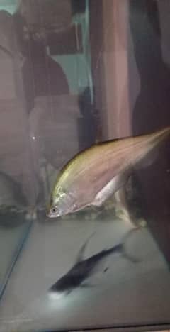 clown knife fish