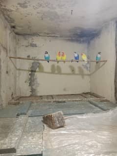 love birds for sale