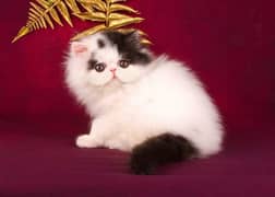 CFA bloodline pure Persian Peki kittens