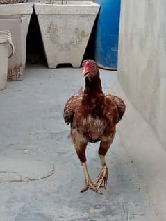 Aseel Madi for Sell: 0312-2449526.