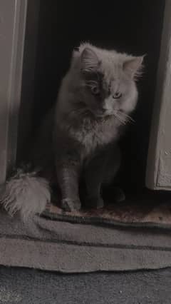 Persian cat