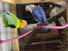 Love bird breeder pair.