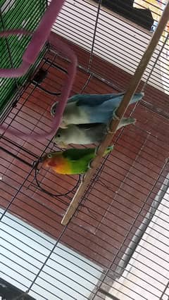 love birds for sale