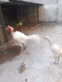 bird sale