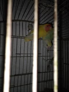 love birds pair for sale