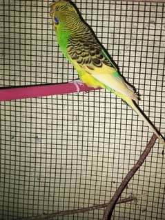 Tcb , hogoromo and under size budgie