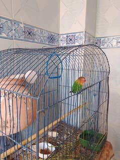 LOVEBIRDS PAIR