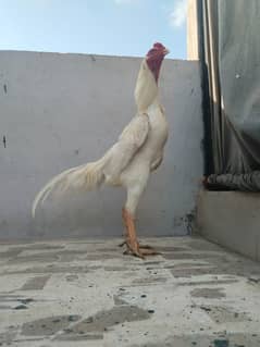 Shamo birds