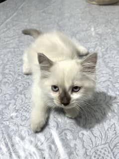 white kitten female