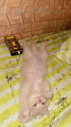 Female kitten