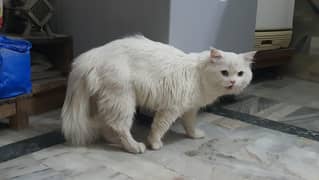 persian cat double coat
