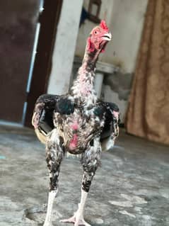 Long height patha