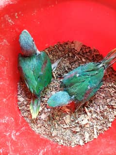 Kashmiri raw parrot