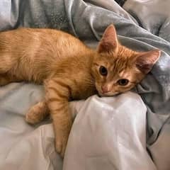 Ginger kitten