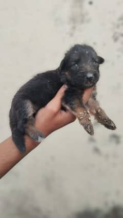 male and fmale puppy for sale 03049010300