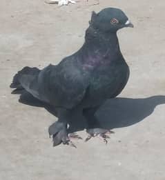 Fancy Pigeon