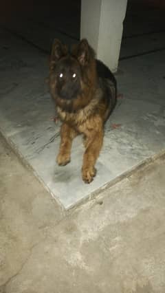 long cot pink ped gsdcp female adult