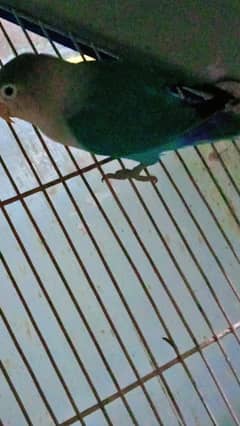 Lovebird breeder pair for sell with DNA