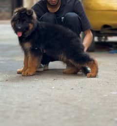 Extreme Quality German shehperd puppy for sale