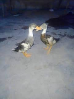 4 Home Raised Healthy Ducks for Sale (1.5 Month Old) 1 pair price 2500
