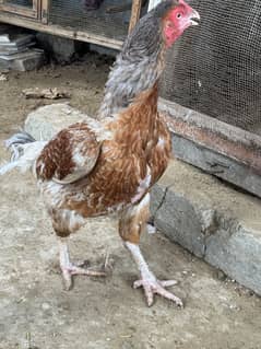 Salam I'm selling my 4 hen in reasonable price urgent sell
