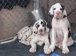 Imported Quality Great Dane Puppies