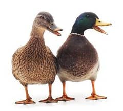 Duck 