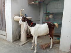 Bakra for sale