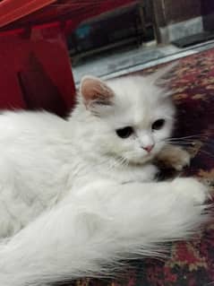 white Persian kittens
