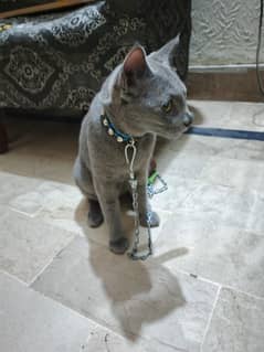 Russian blue korat cat
