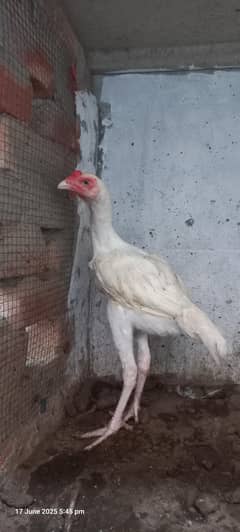 Heera