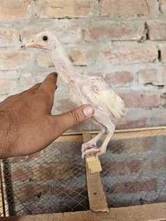 Aseel Chicks