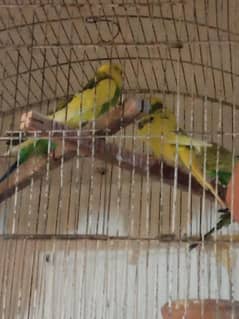 Australian parrots