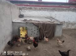 30 x Golden misri murghi  or 3 X murghay for sell