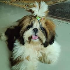 Shih