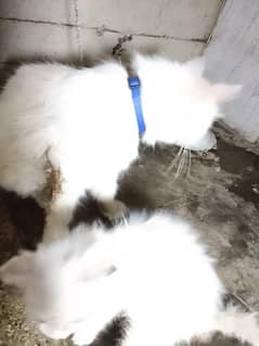 Persian cat 10000