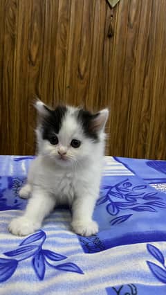 Persian kittens | Semi punch | Tripple coat | kittens For Sale