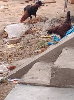 aseel pairs for sale best breed 32000 setup price