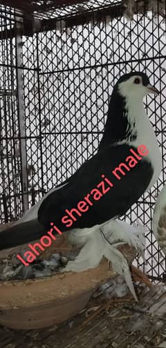 Lahori sherazi male and mukhi pair