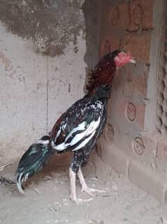 ASEEL AMROHA CROOS