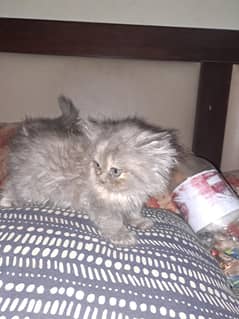 Persian