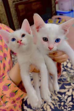 Russian odd eyes kitten for sale