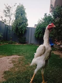 Pure German oh shamo paper white 3 males 5 month age