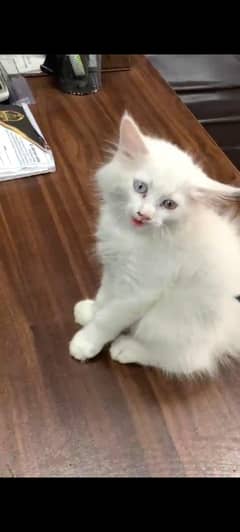 Persian kitten odd eyes 2 months old