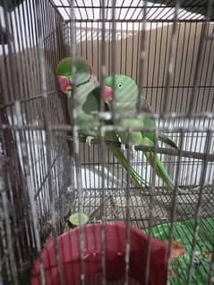 Birds For Sale