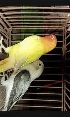 love birds for sale