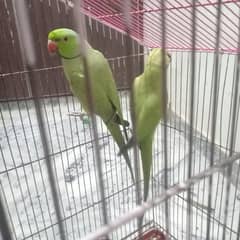Green parrot pair with cage  for sale