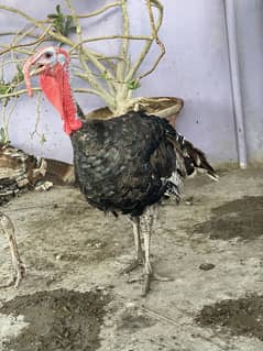 Turkey